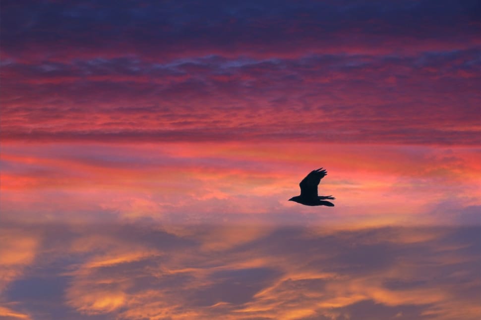 Sunset, Bird, Feathered, Red, Flying, sunset, animals in the wild preview