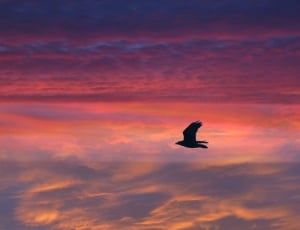 Sunset, Bird, Feathered, Red, Flying, sunset, animals in the wild thumbnail