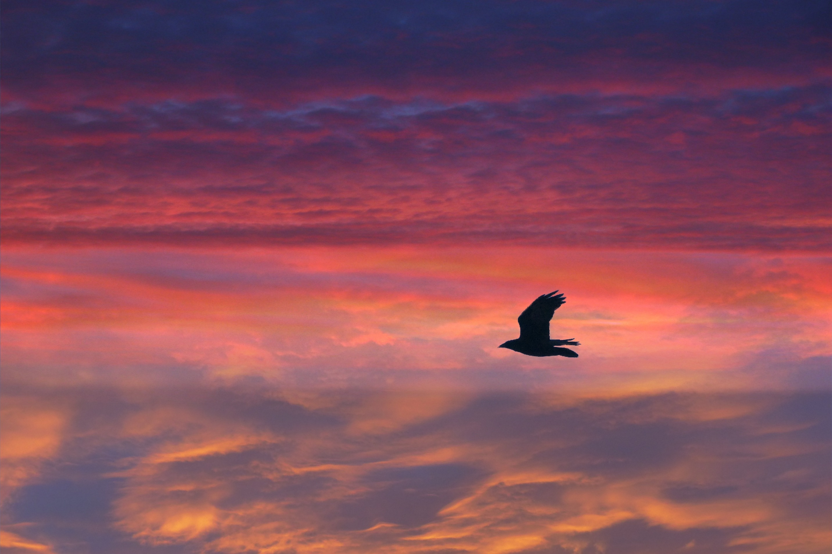 Sunset, Bird, Feathered, Red, Flying, sunset, animals in the wild