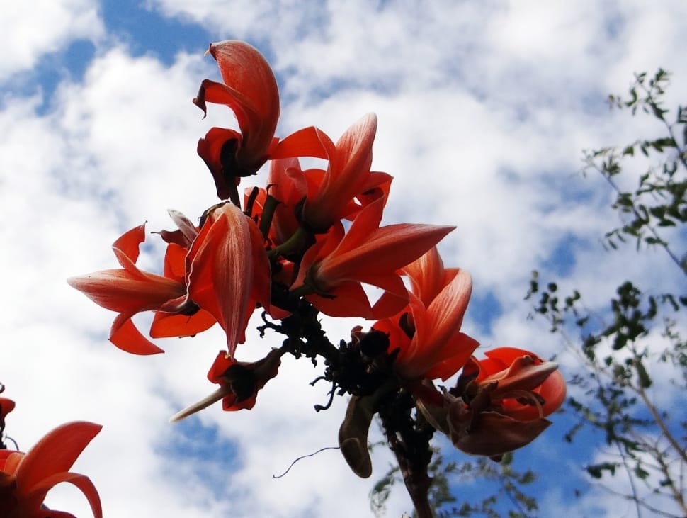 red petaled flowers attached to branch preview