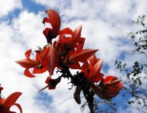 red petaled flowers attached to branch thumbnail