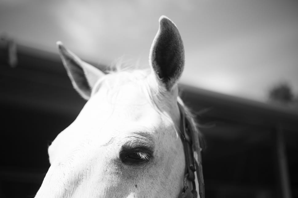 black-and-white, animal, macro, horse preview