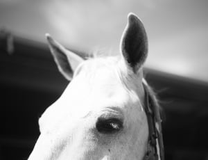 black-and-white, animal, macro, horse thumbnail