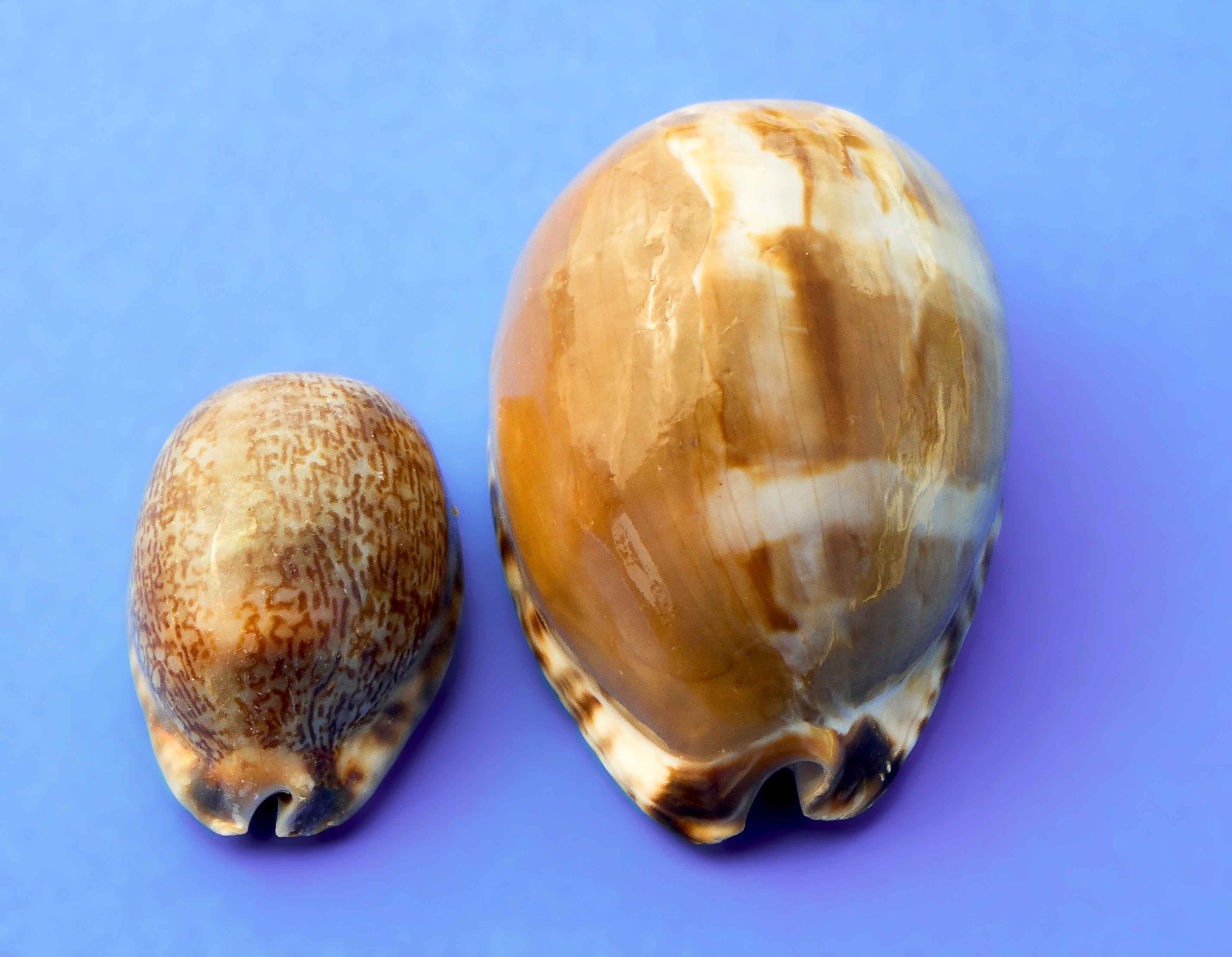2 sea shells