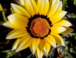 yellow and white petaled flower thumbnail
