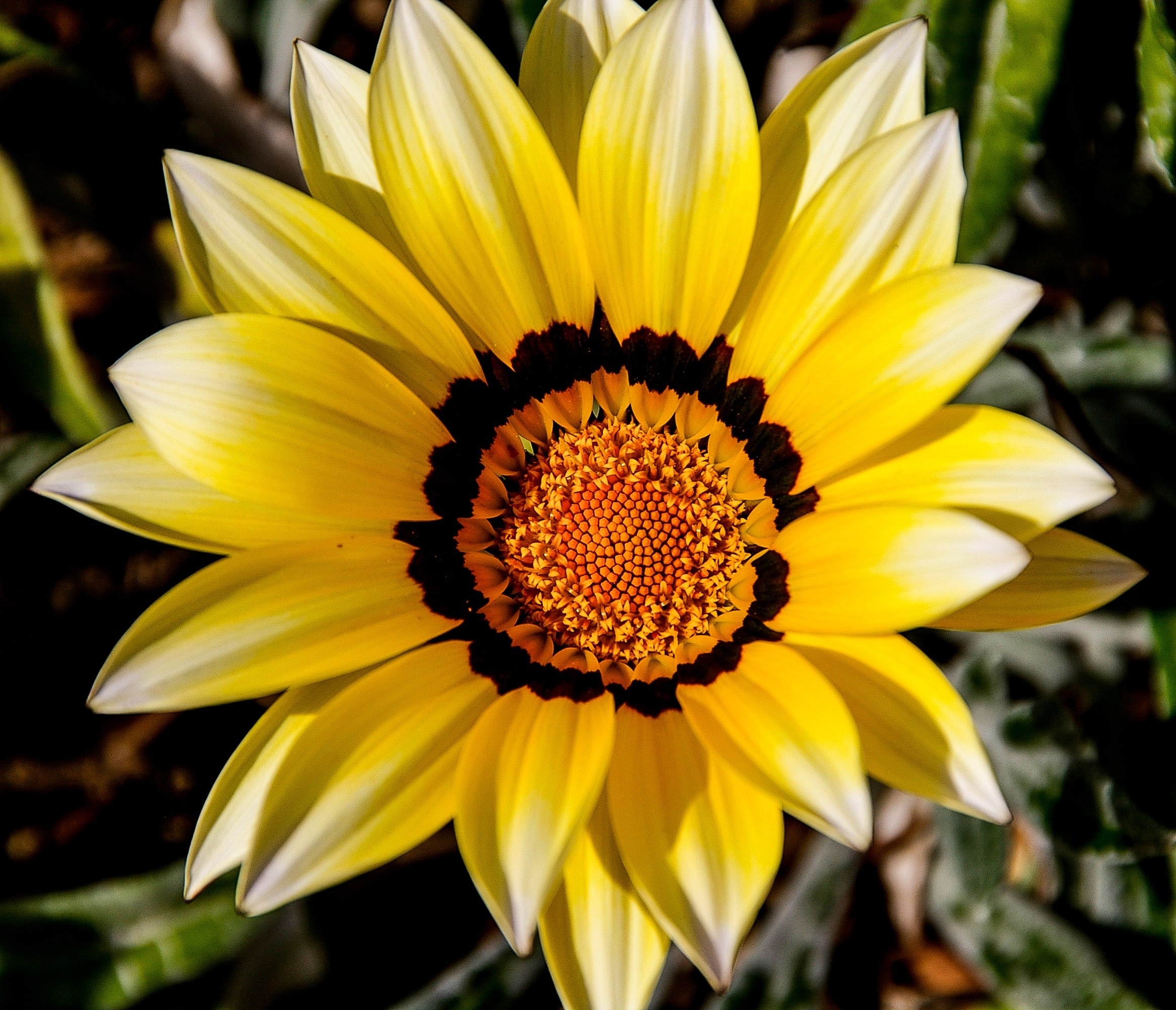 yellow and white petaled flower
