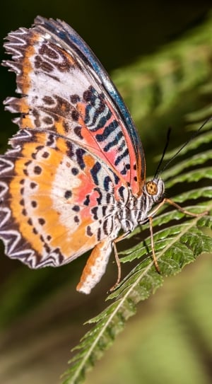 leopard lacewing butterfly on green leaf plant thumbnail