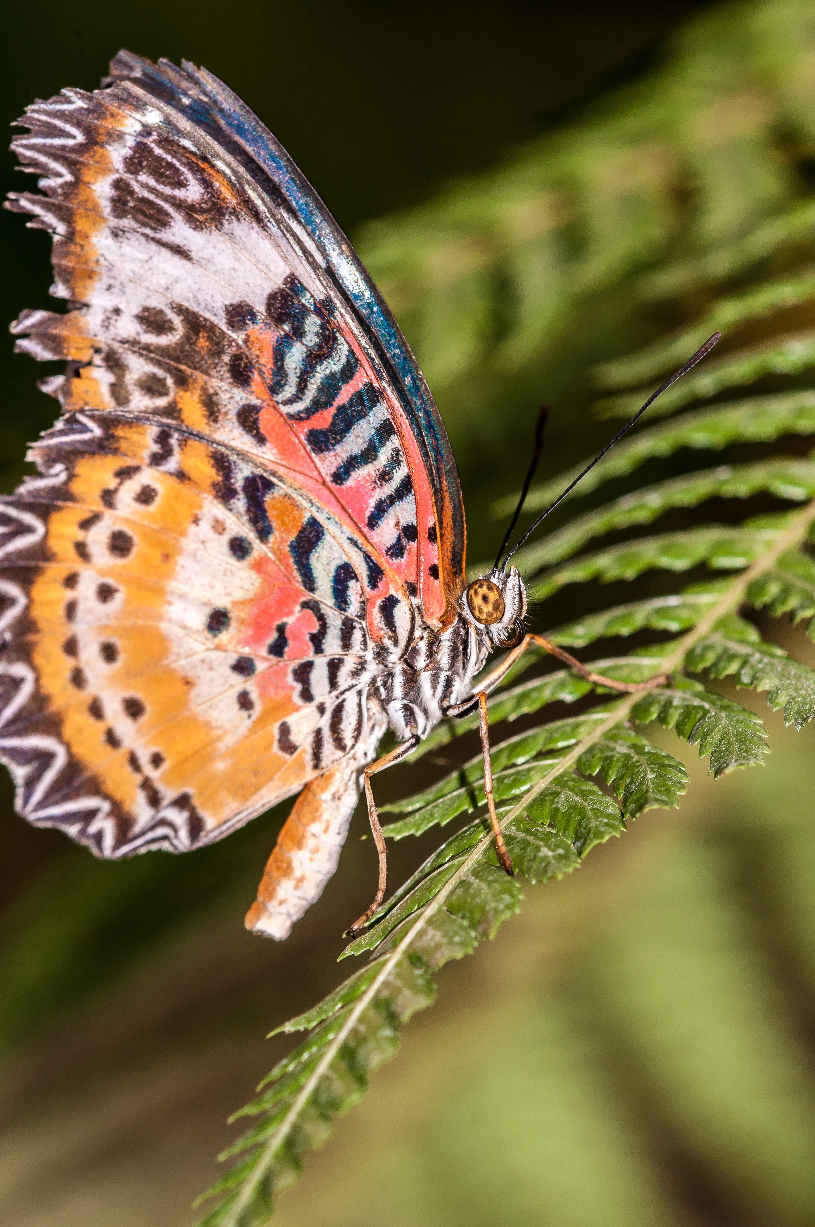 leopard lacewing butterfly on green leaf plant