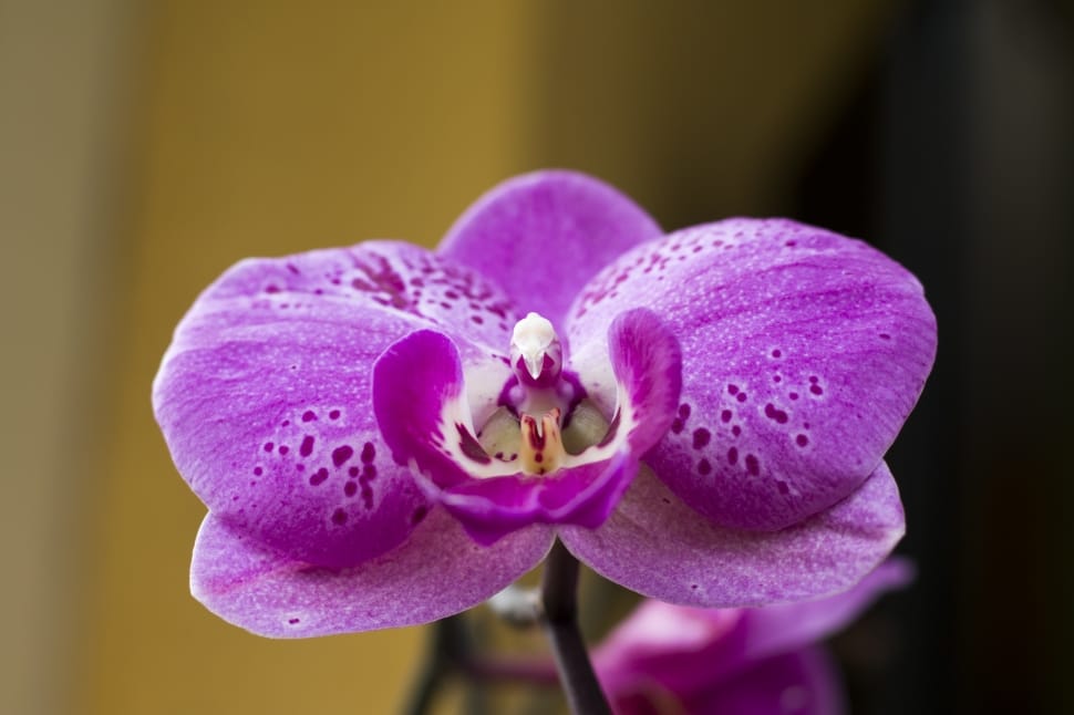 Phanelopsis, Plant, Orchid, Flower, flower, purple preview