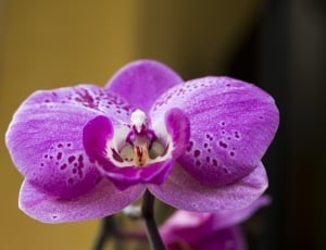 Phanelopsis, Plant, Orchid, Flower, flower, purple thumbnail