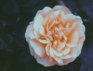 beige petaled flower thumbnail