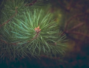 pine tree branch thumbnail