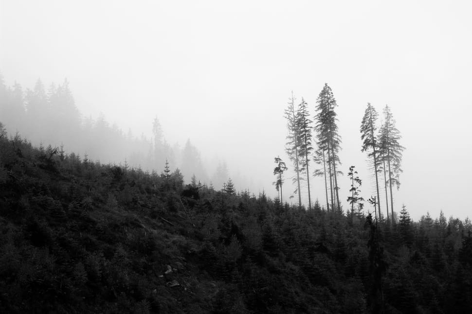 landscape photography of forest during foggy weather free image | Peakpx