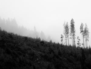 landscape photography of forest during foggy weather thumbnail