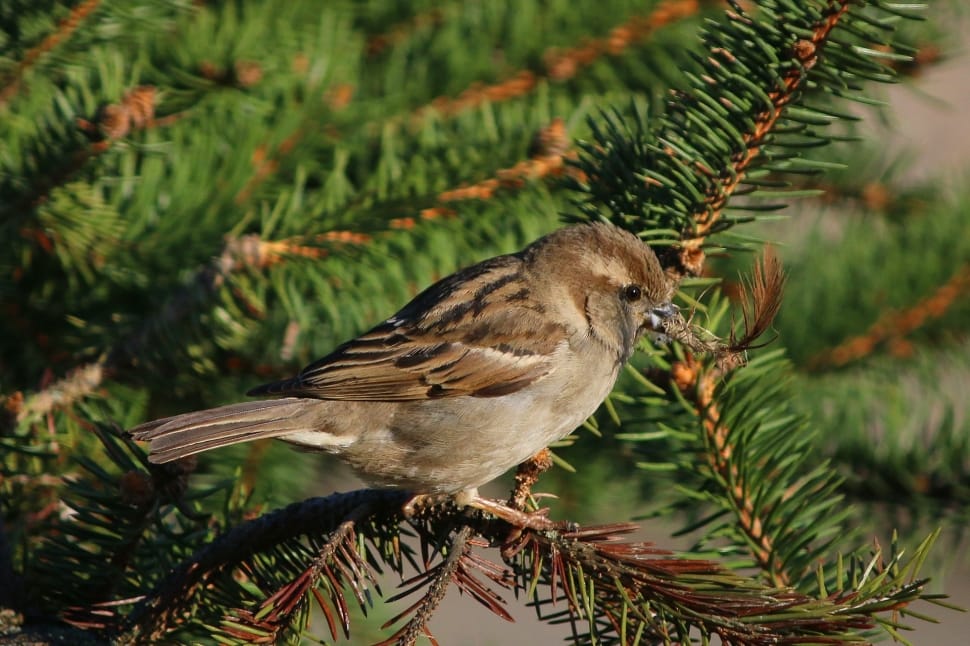 sparrow bird preview