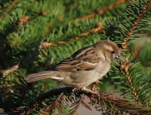 sparrow bird thumbnail