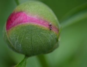 Nature, Flower, Bud, Plant, Peony, growth, green color thumbnail