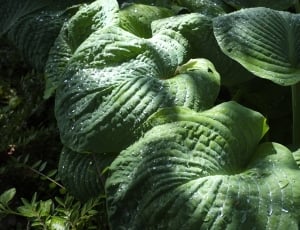 green taro plant thumbnail