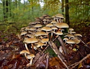 gray and brown mushrooms thumbnail