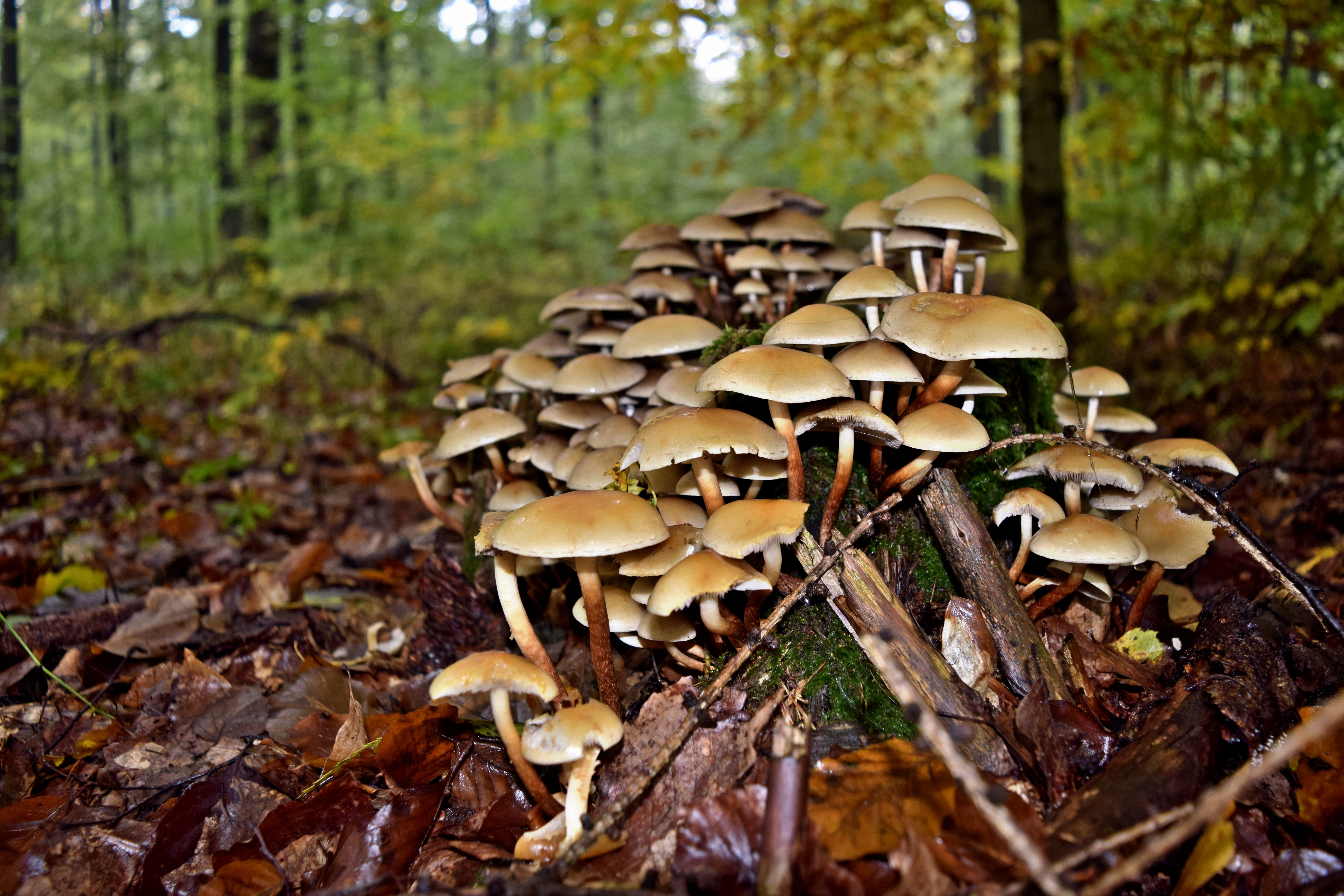 gray and brown mushrooms