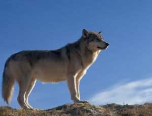 gray and white wolf thumbnail