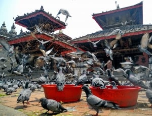 Pigeons, Birds, Temple, Nepal, Kathmandu, outdoors, day thumbnail