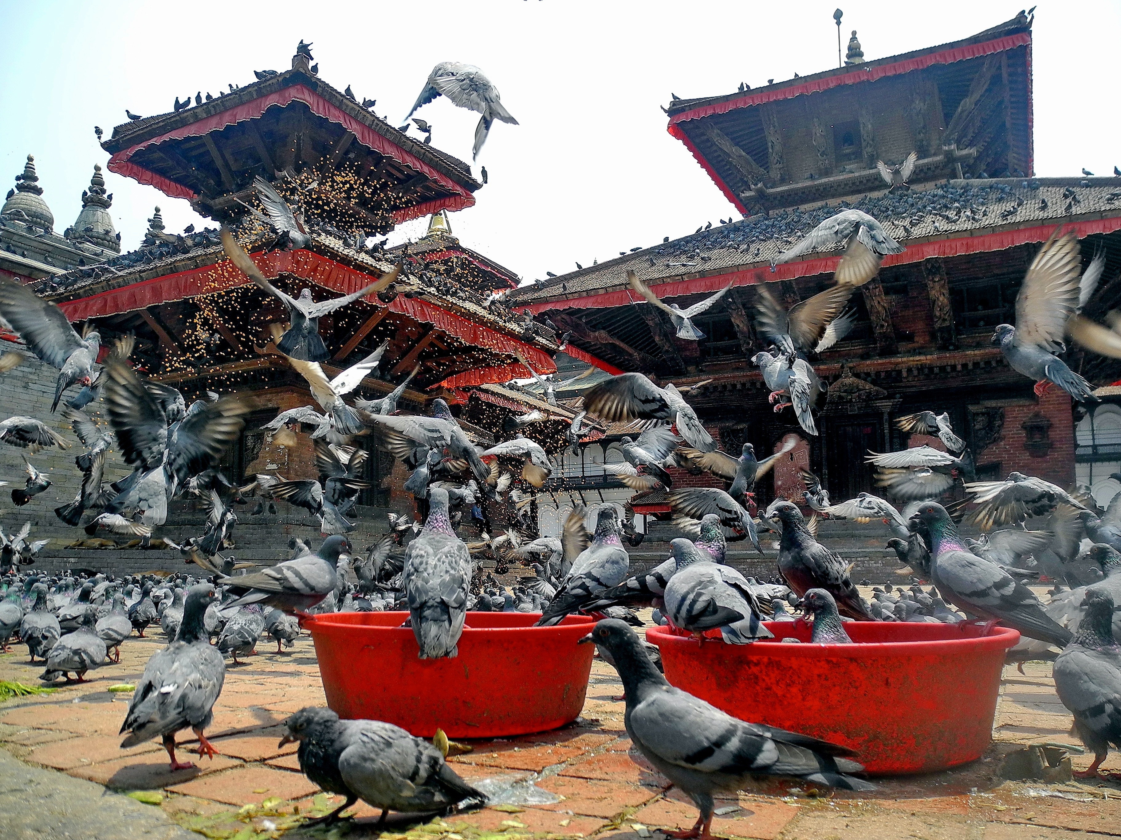 Pigeons, Birds, Temple, Nepal, Kathmandu, outdoors, day