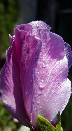 purple-and-white petaled flower thumbnail