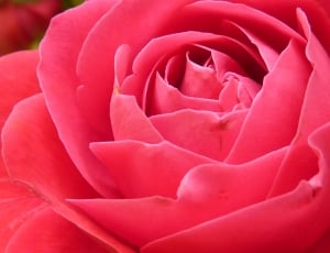 close photo of red rose thumbnail