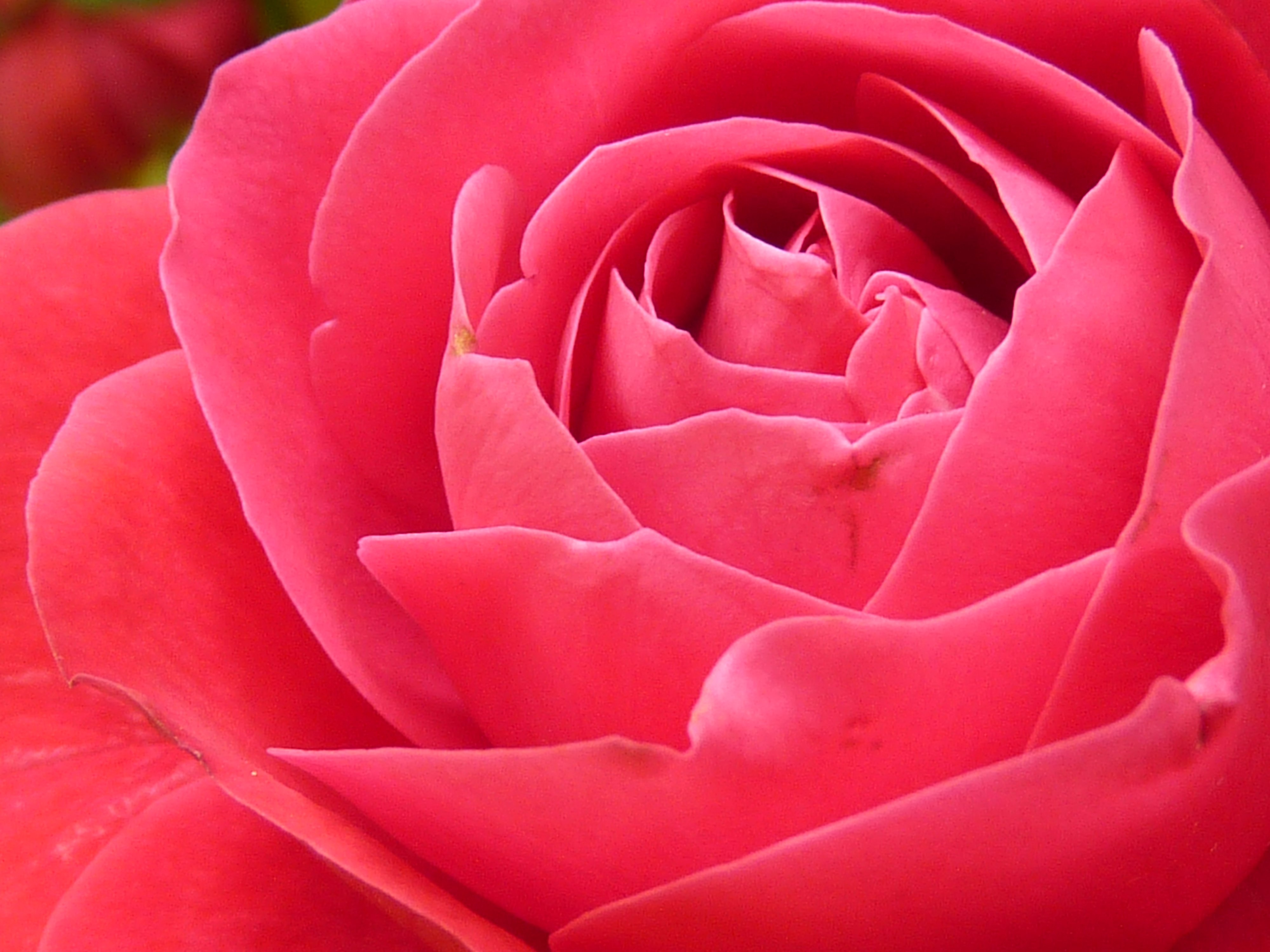 close photo of red rose