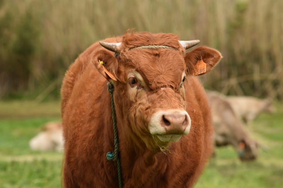 shallow focus photography of brown cow preview