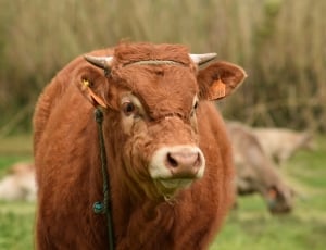 shallow focus photography of brown cow thumbnail