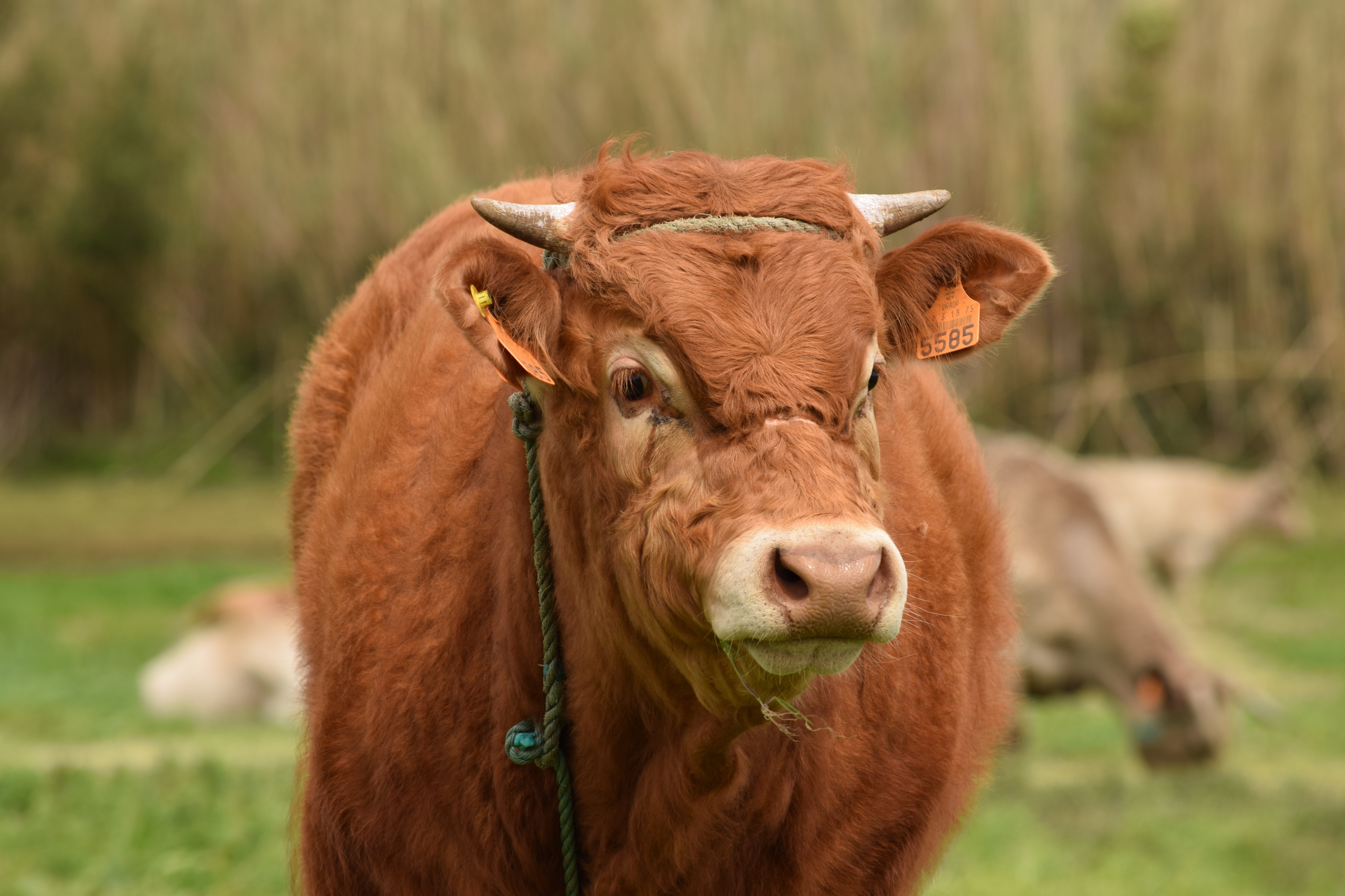 shallow focus photography of brown cow