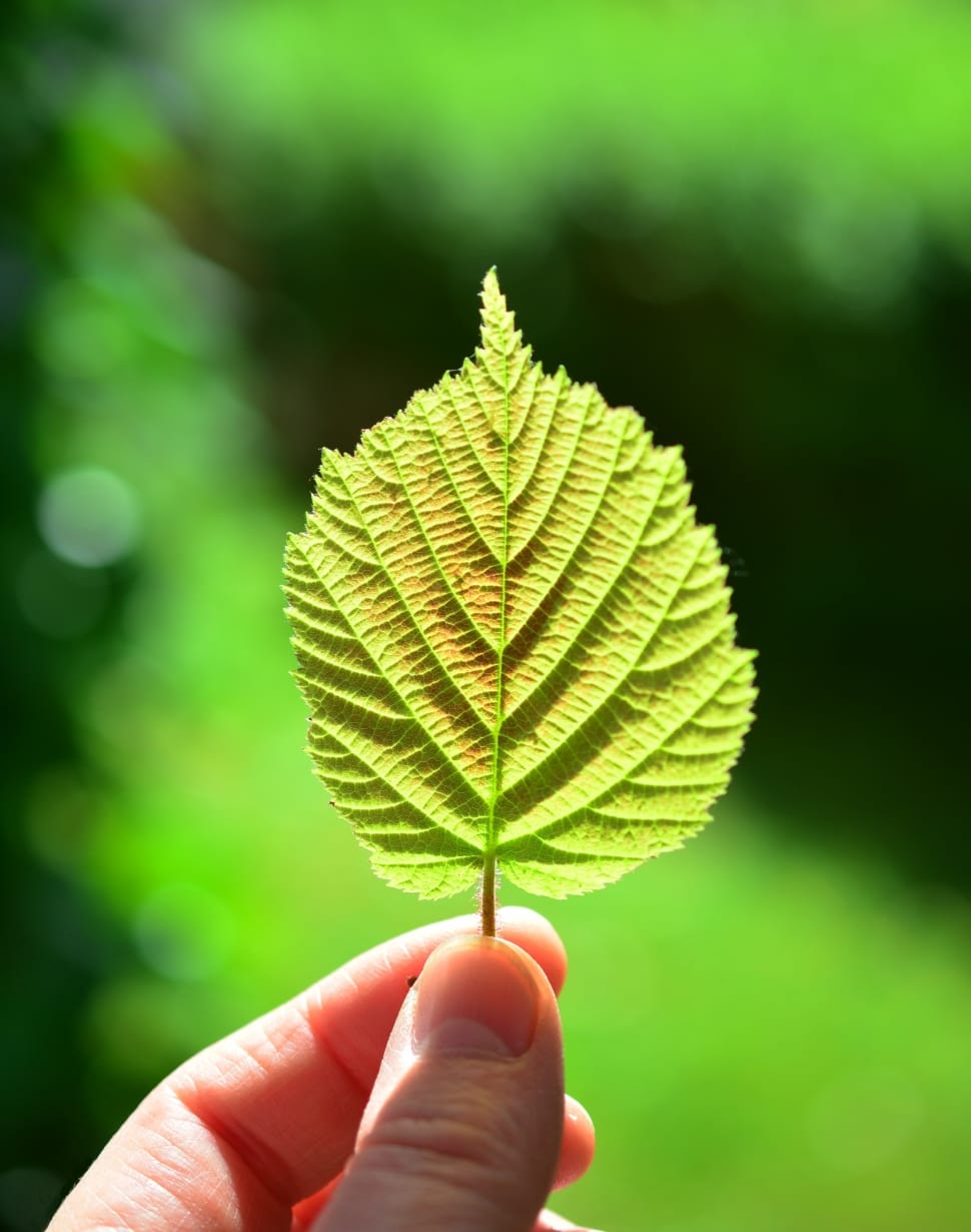 selective photography of person holding green leaf preview