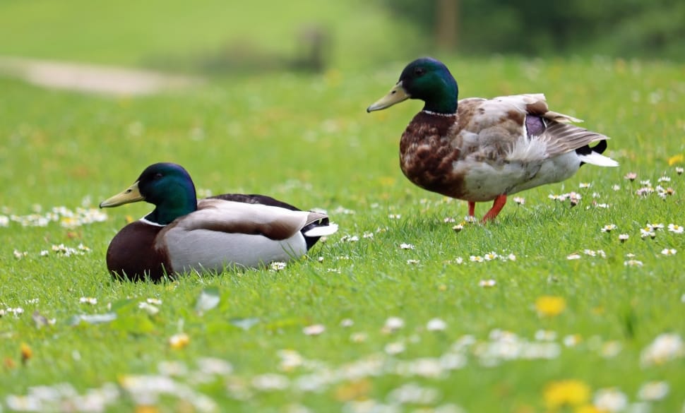 Bird, Ducks, Mallards, Grass, Flowers, bird, animal themes preview