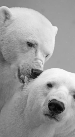 2 white polar bears thumbnail
