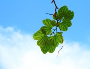 green leaf tree thumbnail