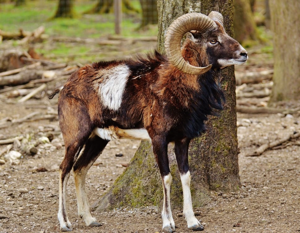 European Mouflon, Wildpark Poing, Aries, livestock, domestic animals preview