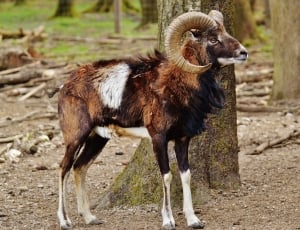 European Mouflon, Wildpark Poing, Aries, livestock, domestic animals thumbnail