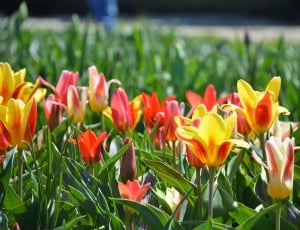 Holland, Flowers, Tulips, Michigan, flower, nature thumbnail