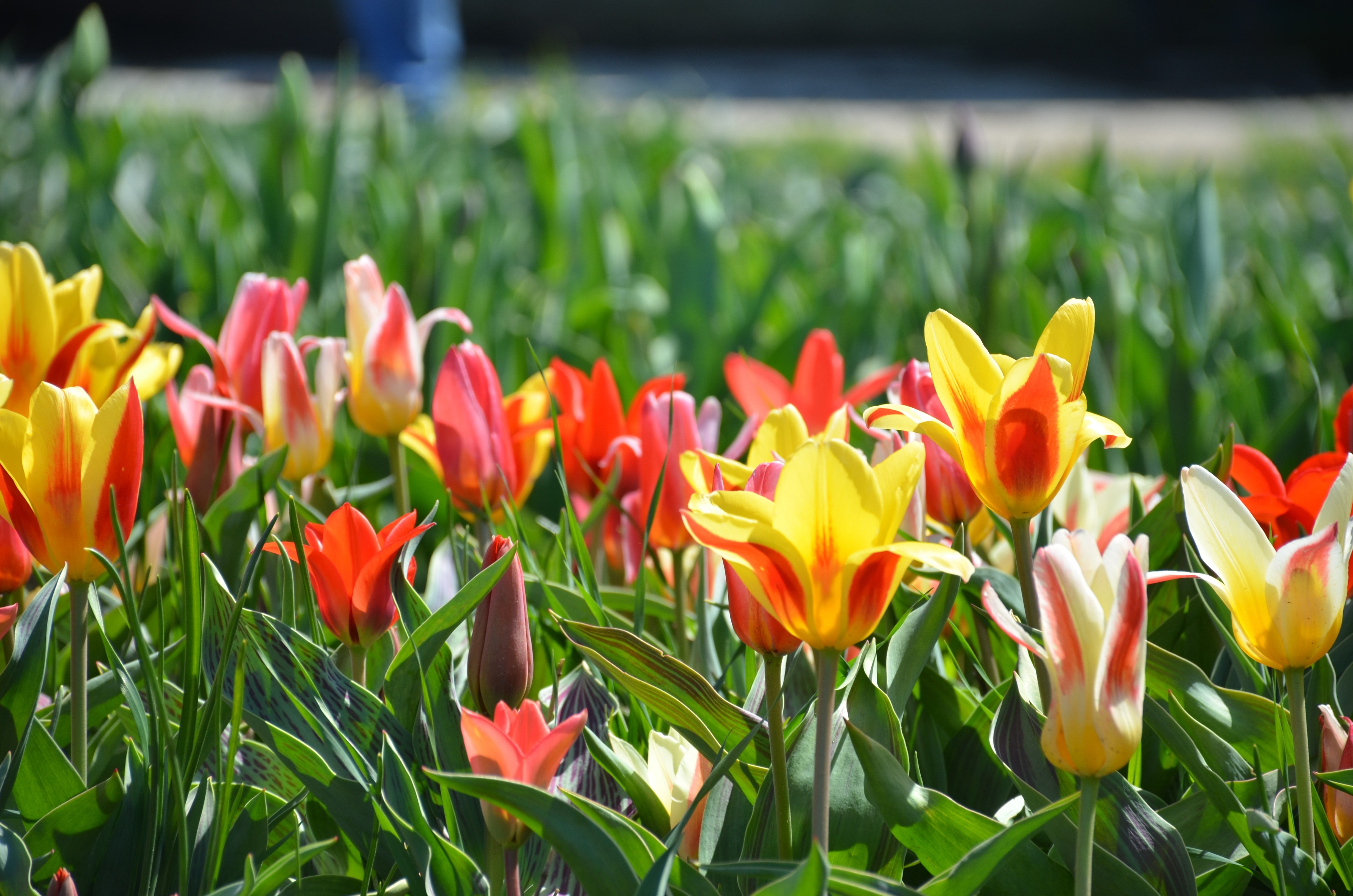 Holland, Flowers, Tulips, Michigan, flower, nature