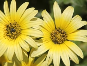 two sunflowers thumbnail