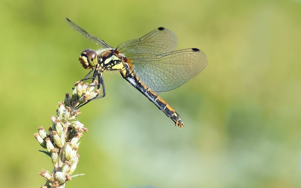 female pondhawk dragonfly preview