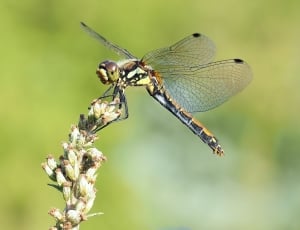 female pondhawk dragonfly thumbnail