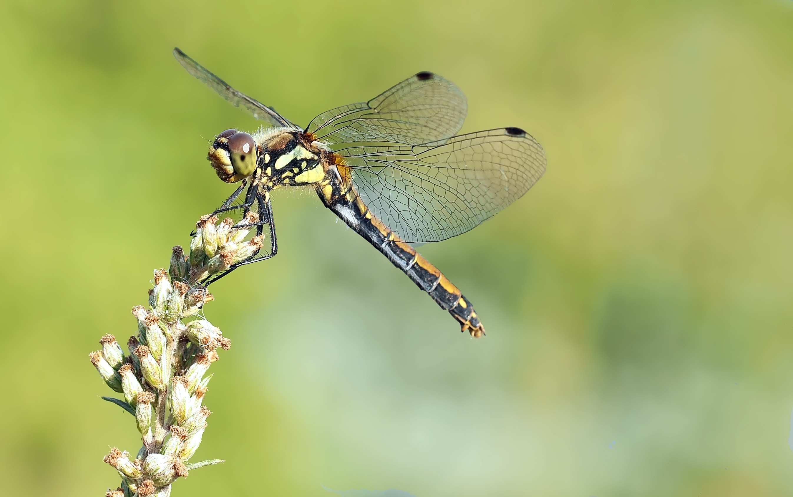 female pondhawk dragonfly