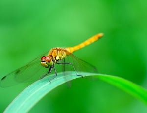 yellow dragonfly thumbnail