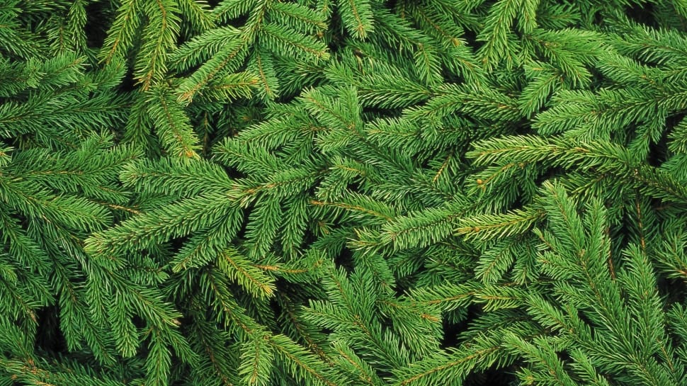 green pine tree leaves preview