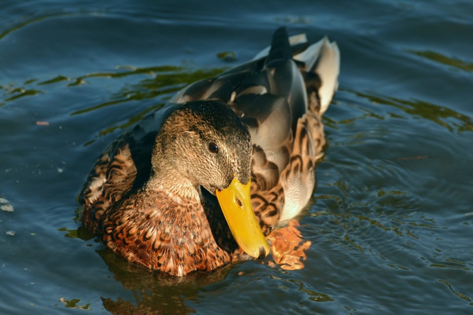brown and yellow female mallard duck preview