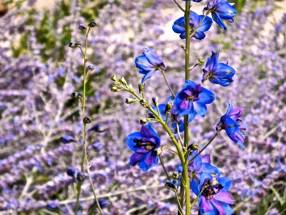 Delphinium, Flower, Blue, Summer, Spring, purple, flower preview
