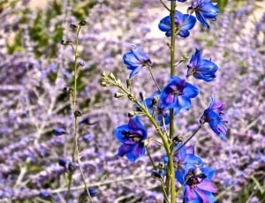 Delphinium, Flower, Blue, Summer, Spring, purple, flower thumbnail